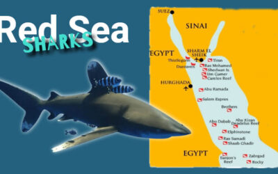 Sharks in the Red Sea