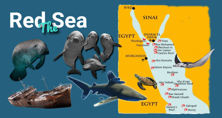 Diving in the Red Sea and all you need to know about the Red Sea of Egypt by DiveWiz Diving Center in Hurghada